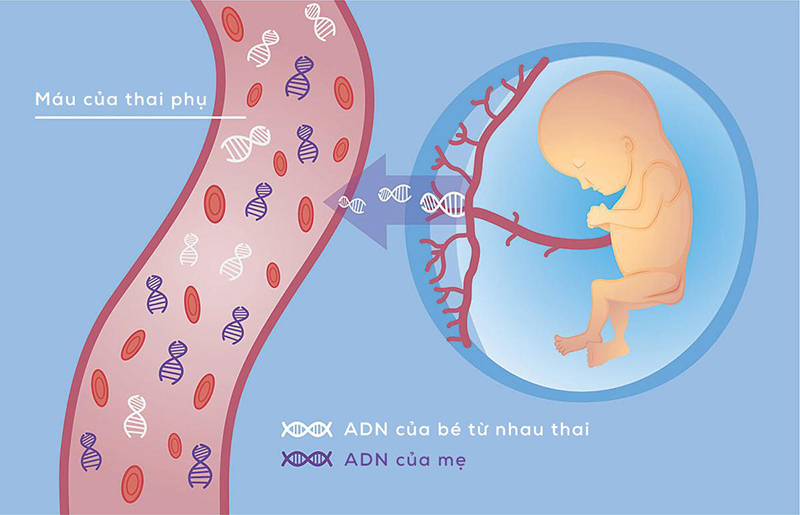 Xét nghiệm NIPT giúp phát hiện sớm dị tật thai nhi, không xâm lấn, độ chính xác cao. Thực hiện nhanh chóng tại Phòng khám Đa khoa Phúc Tâm Phúc.
